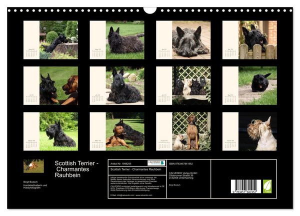Produktbild: Scottish Terrier - Charmantes Rauhbein (Wandkalender 2026 DIN A3 quer), CALVENDO Monatskalender