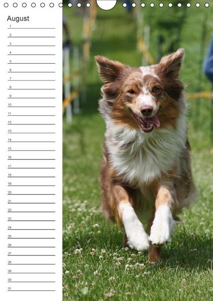Produktbild: Der Aussie - Geburtstagskalender (Wandkalender immerw&auml;hrend DIN A4 hoch)