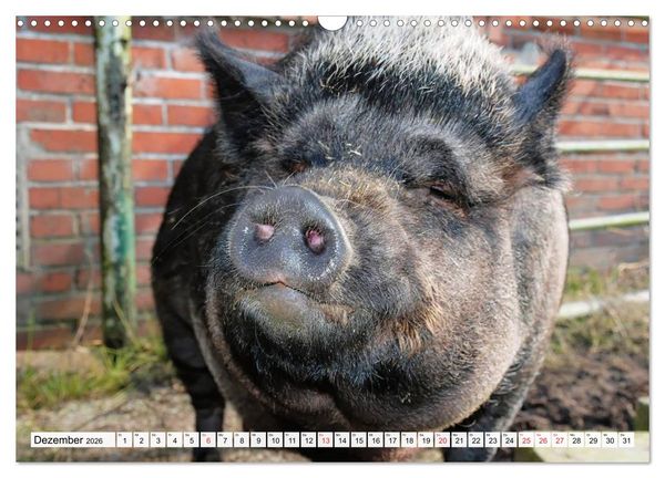 Produktbild: Von S&auml;uen die Schwein haben! (Wandkalender 2026 DIN A3 quer), CALVENDO Monatskalender