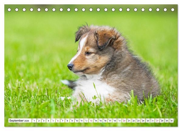 Produktbild: H&uuml;tehund der Shetland Inseln - Shetland Sheepdog (Tischkalender 2026 DIN A5 quer), CALVENDO Monatskalender