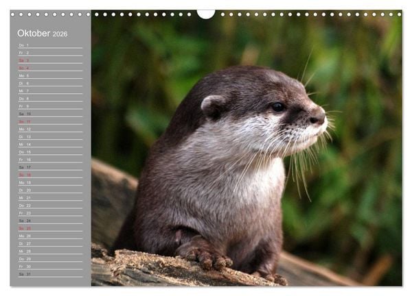 Produktbild: Otter. Frech, laut und clever (Wandkalender 2026 DIN A3 quer), CALVENDO Monatskalender