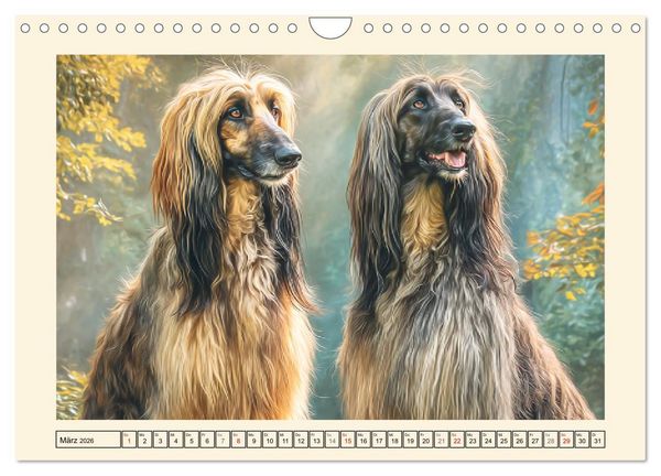 Produktbild: Afghanischer Windhund. Eleganter Sichtj&auml;ger und sensibler Couch-Potatoe (Wandkalender 2026 DIN A4 quer), CALVENDO Monatskalender