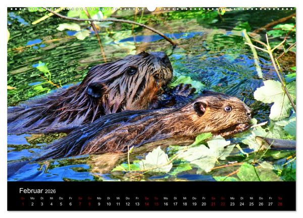 Produktbild: Das Leben der Biber (hochwertiger Premium Wandkalender 2026 DIN A2 quer), Kunstdruck in Hochglanz