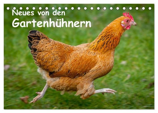 Produktbild: Neues von den Gartenh&uuml;hnern (Tischkalender 2026 DIN A5 quer), CALVENDO Monatskalender