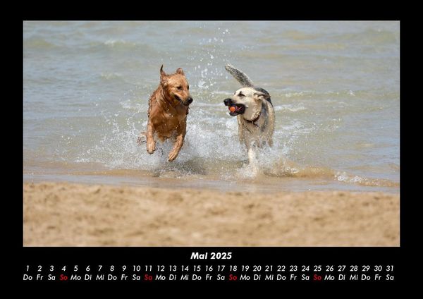 Produktbild: Hundezauber 2025 Fotokalender DIN A3