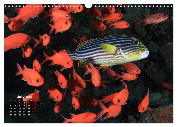 Produktbild: Magical Underwater World (Wall Calendar 2026 DIN A3 landscape), CALVENDO 12 Month Wall Calendar
