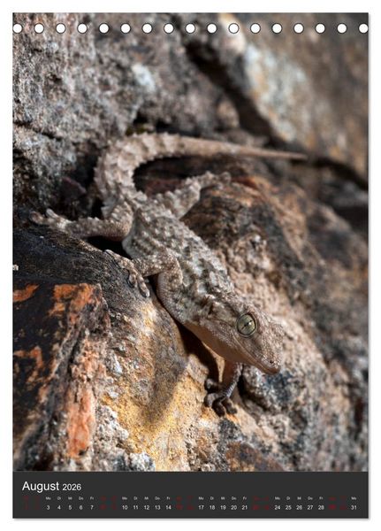Produktbild: GECKOS (Tischkalender 2026 DIN A5 hoch), CALVENDO Monatskalender