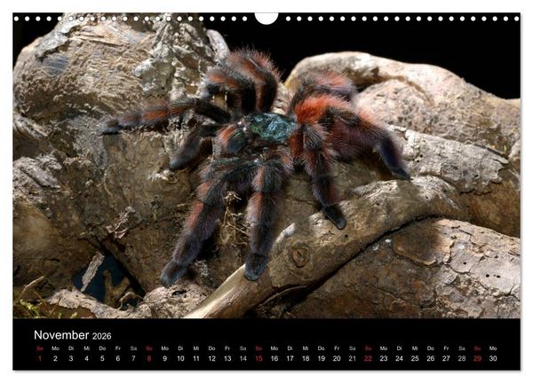 Produktbild: Vogelspinnen - Tarantulas (Wandkalender 2026 DIN A3 quer), CALVENDO Monatskalender