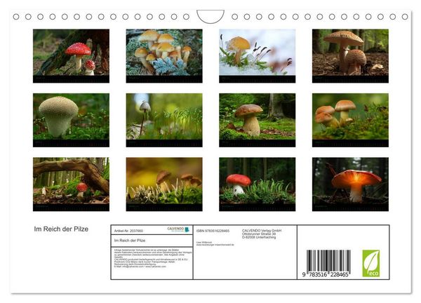 Produktbild: Im Reich der Pilze (Wandkalender 2026 DIN A4 quer), CALVENDO Monatskalender