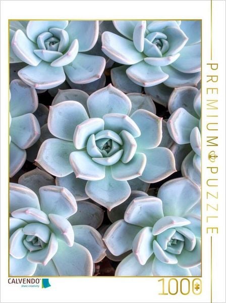 CALVENDO Puzzle Echeveria Sukkulenten von oben | 1000 Teile Lege-Größe 64x48cm Foto-Puzzle für glückliche Stunden