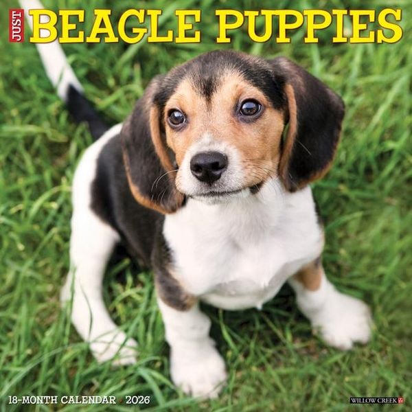 Produktbild: Beagle Puppies 2026 12 X 12 Wall Calendar