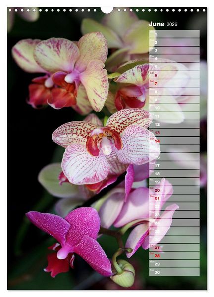 Produktbild: Orchids - Infinite Variety (Wall Calendar 2026 DIN A3 portrait), CALVENDO 12 Month Wall Calendar