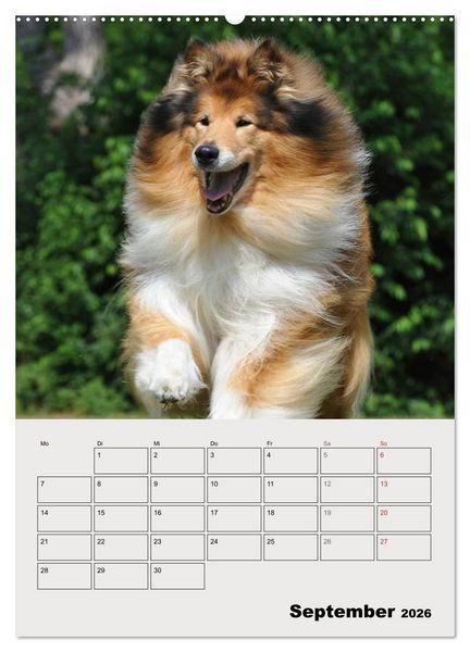 Produktbild: Collies - Freunde f&uuml;r&acute;s Leben (Wandkalender 2026 DIN A2 hoch), CALVENDO Monatskalender
