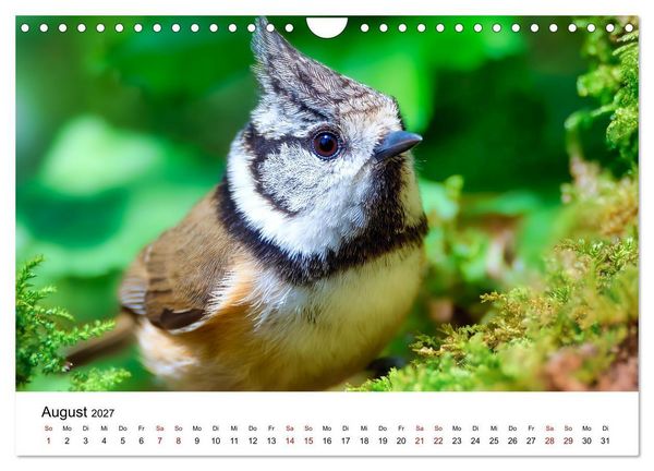 Produktbild: Federleicht - Das geheime Leben der Meisen (Wandkalender 2027 DIN A4 quer), CALVENDO Monatskalender