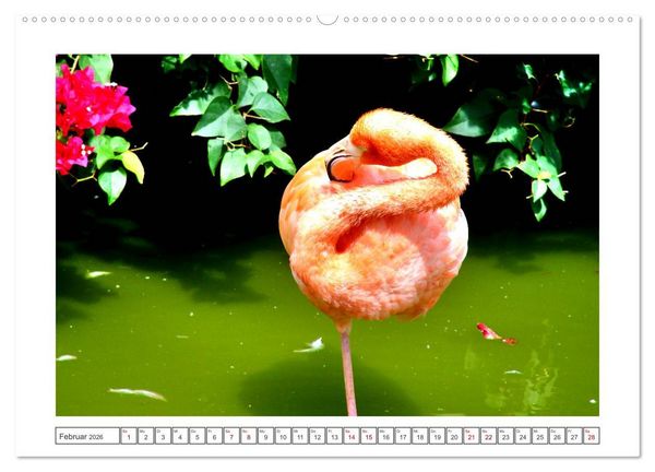 Produktbild: Pretty Flamingos in Cuba (hochwertiger Premium Wandkalender 2026 DIN A2 quer), Kunstdruck in Hochglanz