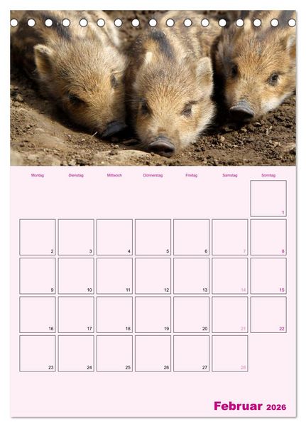 Produktbild: Schweinischer Terminplaner (Tischkalender 2026 DIN A5 hoch), CALVENDO Monatskalender