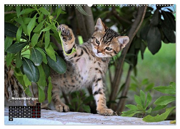 Produktbild: Die Streuner von La Marsa (Wandkalender 2026 DIN A2 quer), CALVENDO Monatskalender