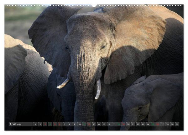 Produktbild: Afrika - im Reich der Elefanten (hochwertiger Premium Wandkalender 2026 DIN A2 quer), Kunstdruck in Hochglanz
