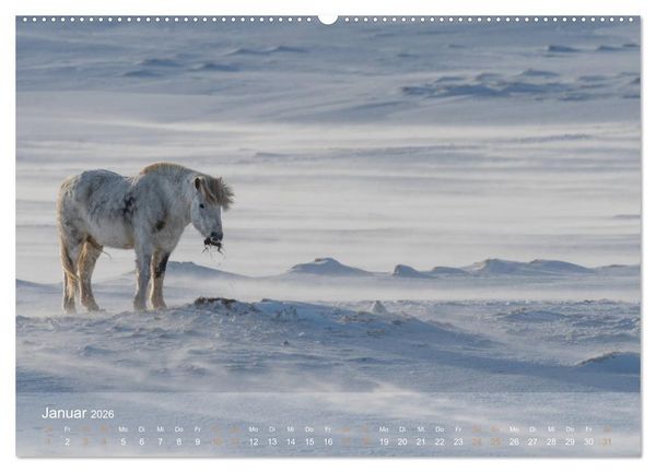 Produktbild: Islandpferde - Der T&ouml;lt Kalender (hochwertiger Premium Wandkalender 2026 DIN A2 quer), Kunstdruck in Hochglanz