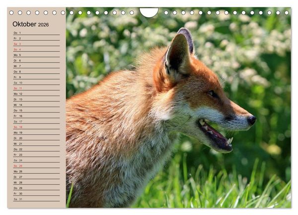 Produktbild: Der Fuchs. Bezaubernder Geselle (Wandkalender 2026 DIN A4 quer), CALVENDO Monatskalender