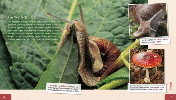 Produktbild: Meine gro&szlig;e Tierbibliothek: Die Schnecke