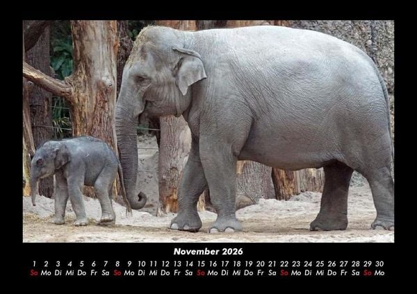 Produktbild: Der Elefantenkalender 2026 Fotokalender DIN A3