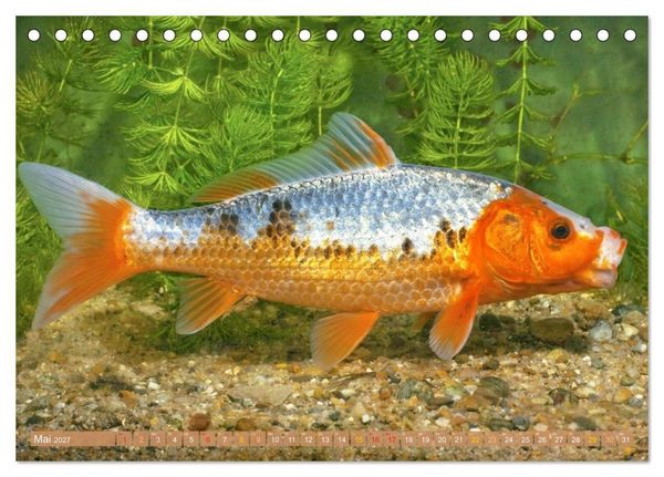 Produktbild: Koi: Juwelen im Teich (Tischkalender 2027 DIN A5 quer), CALVENDO Monatskalender