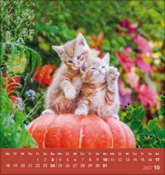 Produktbild: Schmusekatzen 2027