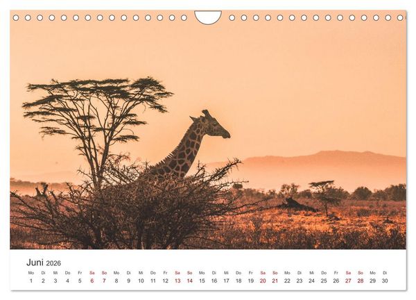 Produktbild: Kenia - Das wundervolle Land in Afrika. (Wandkalender 2026 DIN A4 quer), CALVENDO Monatskalender