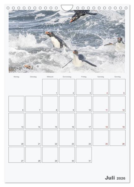 Produktbild: Alltag bei den Pinguinen auf Falkland (Wandkalender 2026 DIN A4 hoch), CALVENDO Monatskalender