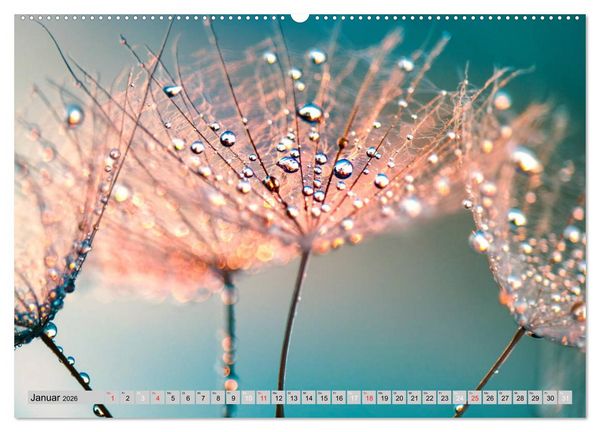 Produktbild: PusteblumenZauber (hochwertiger Premium Wandkalender 2026 DIN A2 quer), Kunstdruck in Hochglanz