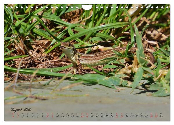 Produktbild: Wildes S&uuml;dfrankreich (Wandkalender 2026 DIN A4 quer), CALVENDO Monatskalender