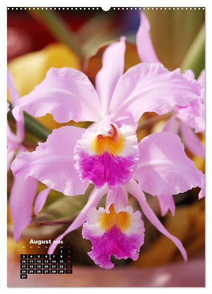 Produktbild: Kleine Orchideensch&auml;tze (Wandkalender 2026 DIN A2 hoch), CALVENDO Monatskalender