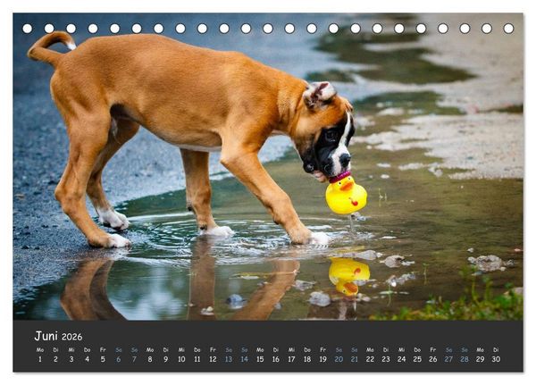 Produktbild: Wenn ich gro&szlig; bin werd' ich Boxer (Tischkalender 2026 DIN A5 quer), CALVENDO Monatskalender