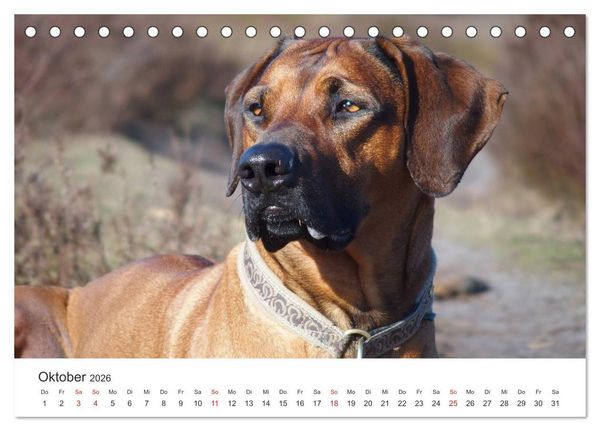 Produktbild: Ridgebacks - Hunde aus Afrika (Tischkalender 2026 DIN A5 quer), CALVENDO Monatskalender