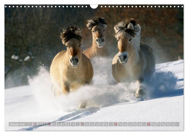 Produktbild: Fjordpferde - Norweger (Wandkalender 2026 DIN A3 quer), CALVENDO Monatskalender
