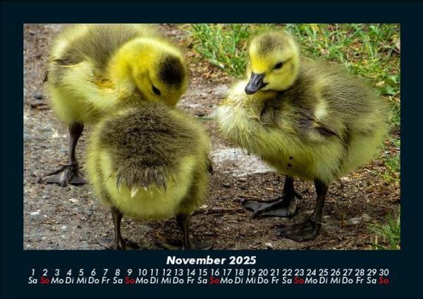 Produktbild: Enten 2025 Fotokalender DIN A5