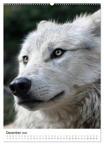 Produktbild: Wolf-Gesichter (Wandkalender 2026 DIN A2 hoch), CALVENDO Monatskalender