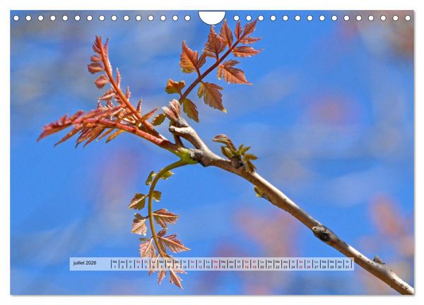 Produktbild: &Eacute;CLORE (Calendrier mural 2026 DIN A4 vertical), CALVENDO calendrier mensuel
