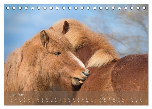 Produktbild: Verspielte Islandpferde Kopf an Kopf (Tischkalender 2027 DIN A5 quer), CALVENDO Monatskalender