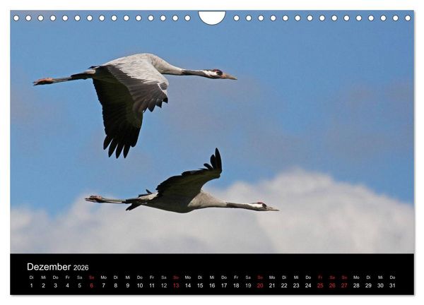 Produktbild: Kranich-Land Brandenburg (Wandkalender 2026 DIN A4 quer), CALVENDO Monatskalender