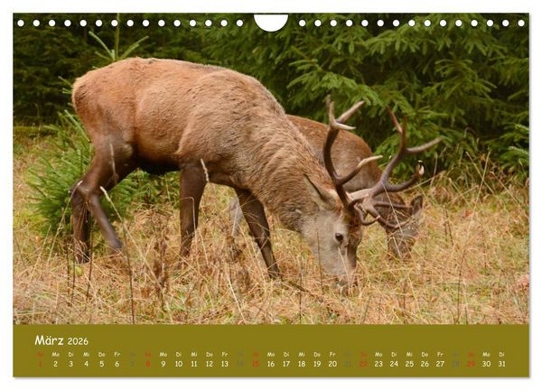 Produktbild: Begegnungen. DER HIRSCH (Wandkalender 2026 DIN A4 quer), CALVENDO Monatskalender