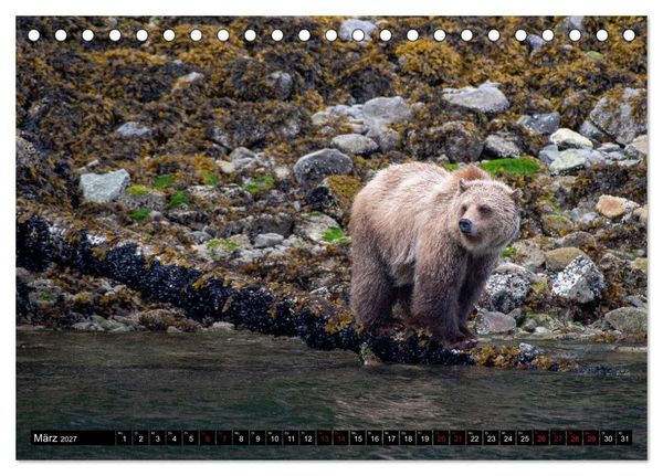 Produktbild: Grizzlys und Geisterb&auml;ren - Glendale Cove, Kanada (Tischkalender 2027 DIN A5 quer), CALVENDO Monatskalender