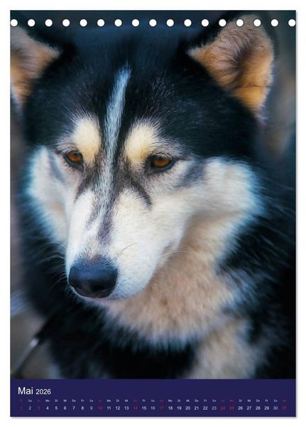 Produktbild: Huskies - Artwork (Tischkalender 2026 DIN A5 hoch), CALVENDO Monatskalender