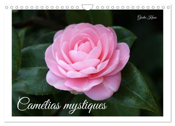 Produktbild: Cam&eacute;lias mystiques (Calendrier mural 2026 DIN A4 vertical), CALVENDO calendrier mensuel