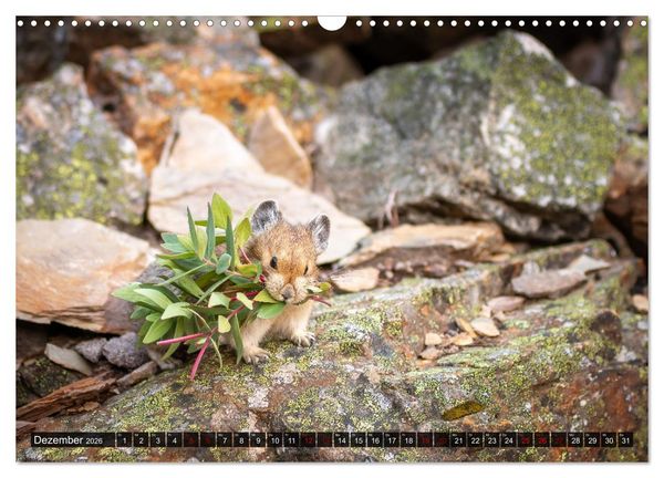 Produktbild: Wildtierkalender (Wandkalender 2026 DIN A3 quer), CALVENDO Monatskalender