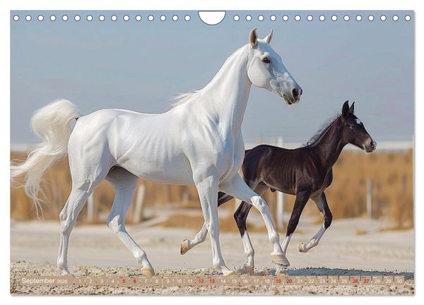 Produktbild: White Horses in Splendor (Wall Calendar 2026 DIN A4 landscape), CALVENDO 12 Month Wall Calendar