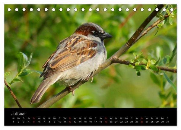 Produktbild: Freche Spatzen (Tischkalender 2026 DIN A5 quer), CALVENDO Monatskalender