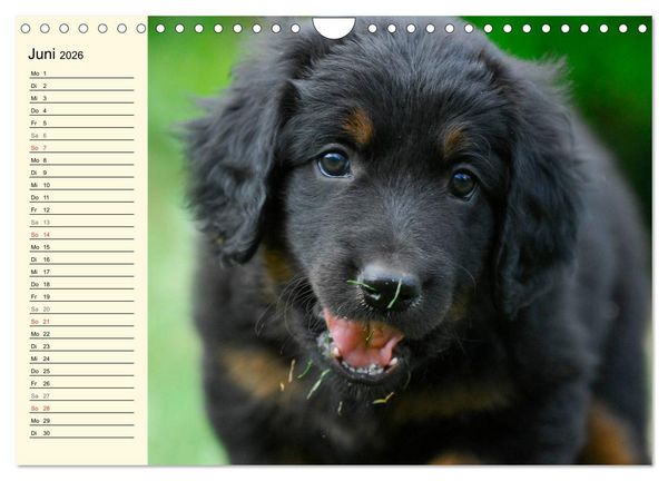Produktbild: Mein bester Freund - Der Hovawart (Wandkalender 2026 DIN A4 quer), CALVENDO Monatskalender