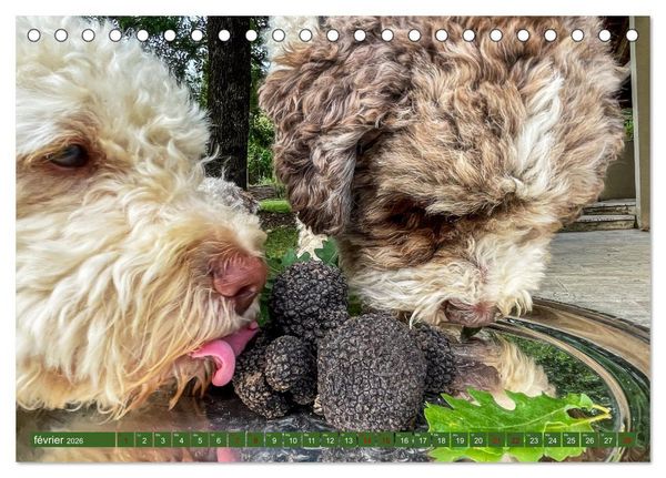 Produktbild: Tr&eacute;sors de truffes fran&ccedil;aises (Calendrier de bureau 2026 DIN A5 vertical), CALVENDO calendrier mensuel